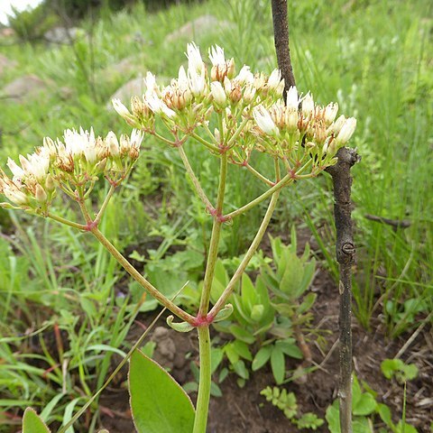 Crassula crenulata unspecified picture