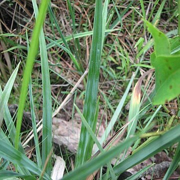 Carex glaucodea unspecified picture