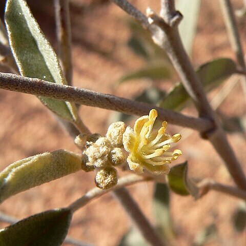 Croton californicus unspecified picture