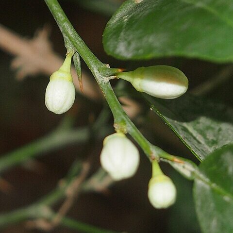 Citrus australis unspecified picture