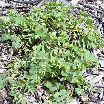 Euphorbia skottsbergii unspecified picture