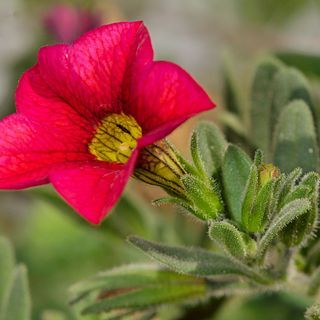 Calibrachoa unspecified picture