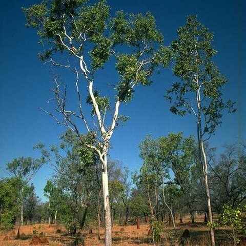 Corymbia confertiflora unspecified picture