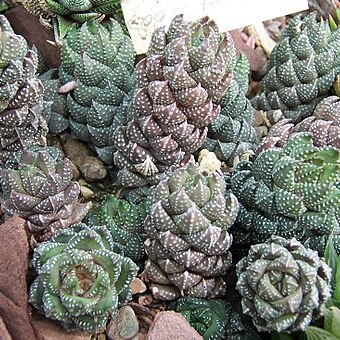 Haworthiopsis coarctata unspecified picture