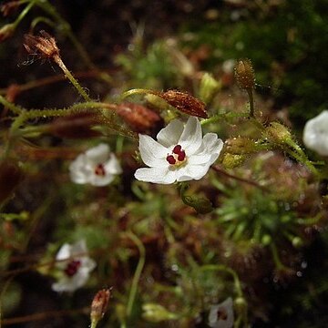 Drosera nitidula unspecified picture