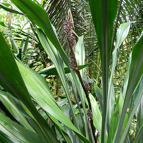 Dracaena acaulis unspecified picture