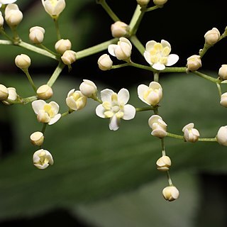 Sambucus williamsii unspecified picture