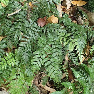 Blechnum filiforme unspecified picture