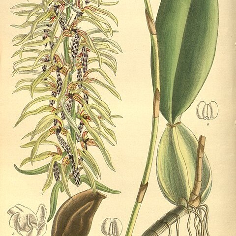 Bulbophyllum weddellii unspecified picture