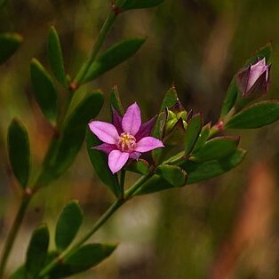 Boronia parviflora unspecified picture