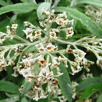 Buddleja loricata unspecified picture