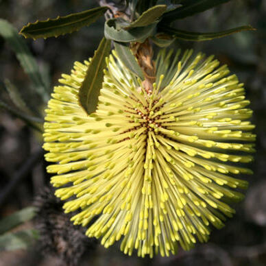 Banksia rosserae unspecified picture