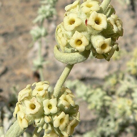 Buddleja utahensis unspecified picture