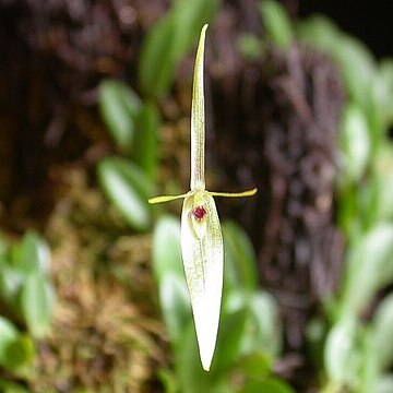 Barbosella cogniauxiana unspecified picture