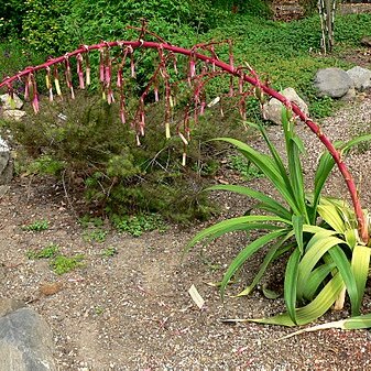 Beschorneria albiflora unspecified picture