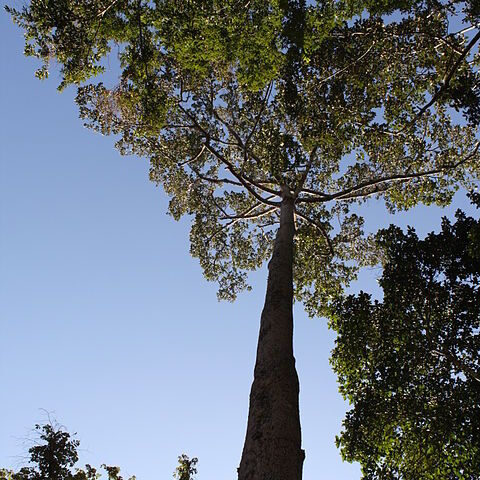 Dipterocarpus alatus unspecified picture