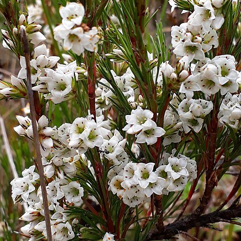 Dracophyllum scoparium unspecified picture