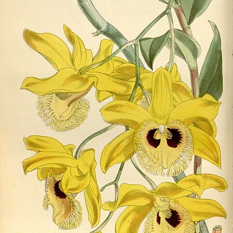 Dendrobium hookerianum unspecified picture