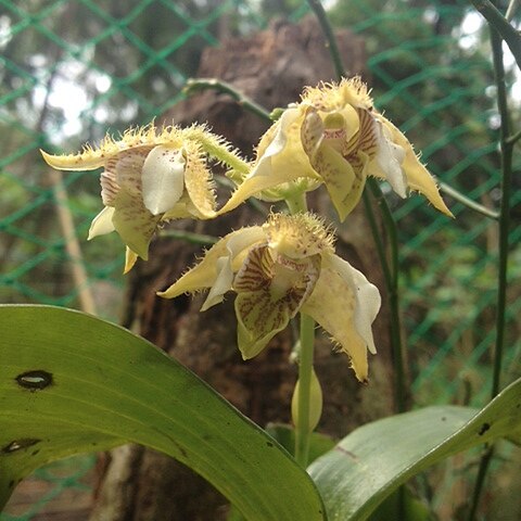 Dendrobium macrophyllum var. macrophyllum unspecified picture