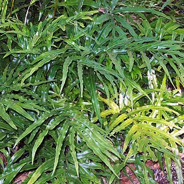 Pteris umbrosa unspecified picture