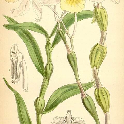 Dendrobium findleyanum unspecified picture