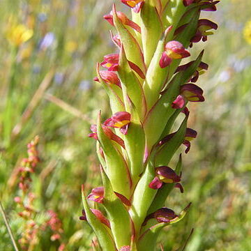 Disa bracteata unspecified picture