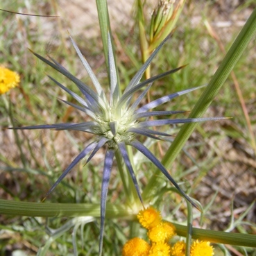 Eryngium rostratum unspecified picture