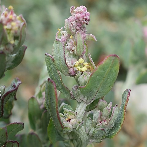 Exomis microphylla unspecified picture