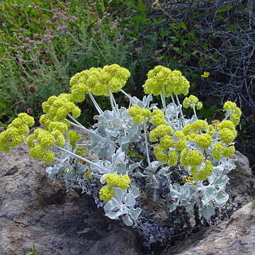 Eriogonum crocatum unspecified picture