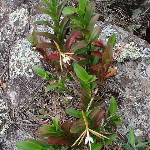 Epidendrum unspecified picture