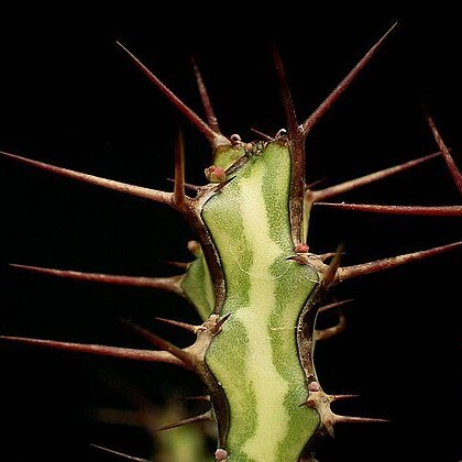 Euphorbia odontophora unspecified picture