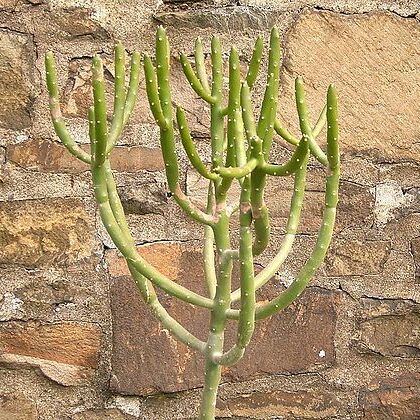 Euphorbia cedrorum unspecified picture