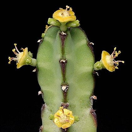 Euphorbia borenensis unspecified picture