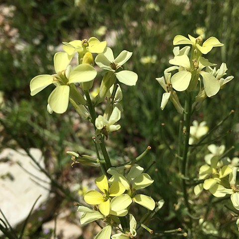 Erysimum bonannianum unspecified picture