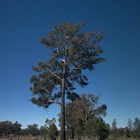 Eucalyptus mckieana unspecified picture