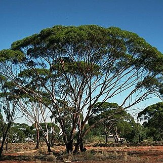 Eucalyptus myriadena unspecified picture