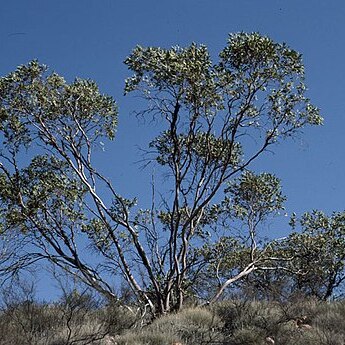 Eucalyptus oxymitra unspecified picture