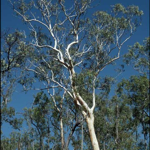 Eucalyptus pachycalyx unspecified picture