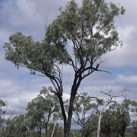 Eucalyptus quadricostata unspecified picture