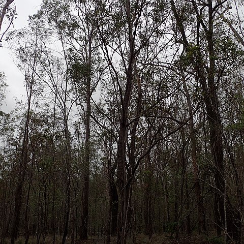 Eucalyptus helidonica unspecified picture