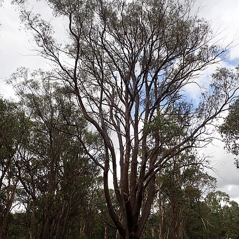 Eucalyptus youmanii unspecified picture