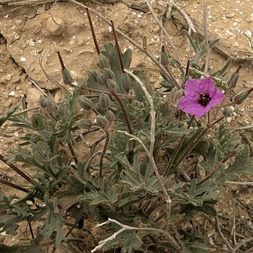 Erodium crassifolium l'hér. unspecified picture