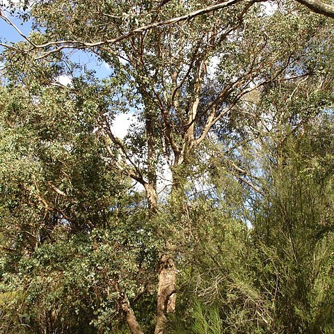 Eucalyptus baueriana unspecified picture