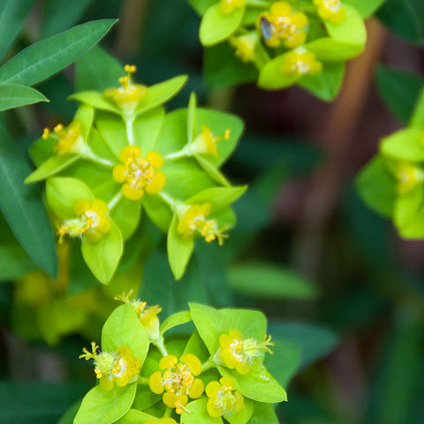 Euphorbia angulata unspecified picture