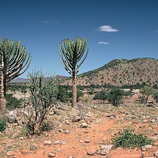 Euphorbia eduardoi unspecified picture