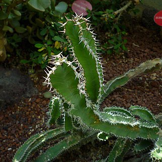 Euphorbia parciramulosa unspecified picture