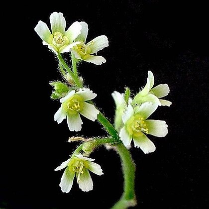 Euphorbia oaxacana unspecified picture