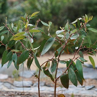 Eucalyptus burgessiana unspecified picture