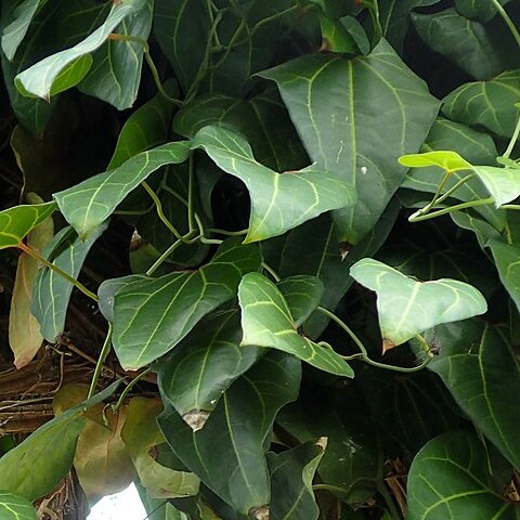 Aristolochia leuconeura unspecified picture