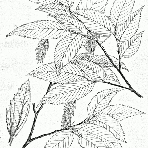 Carpinus faginea unspecified picture